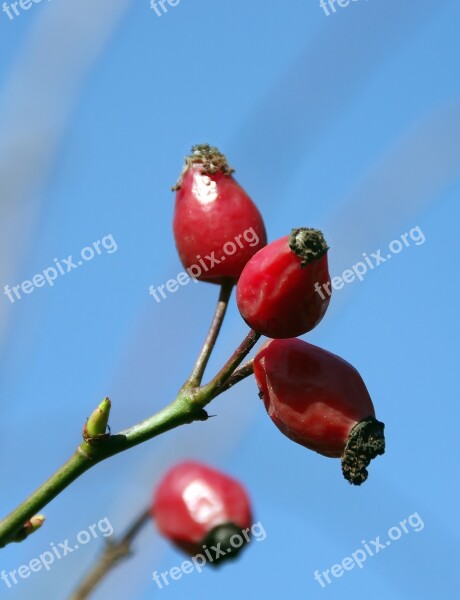 Rosebush Rose Hips Red Fruits Fall Itching Powder