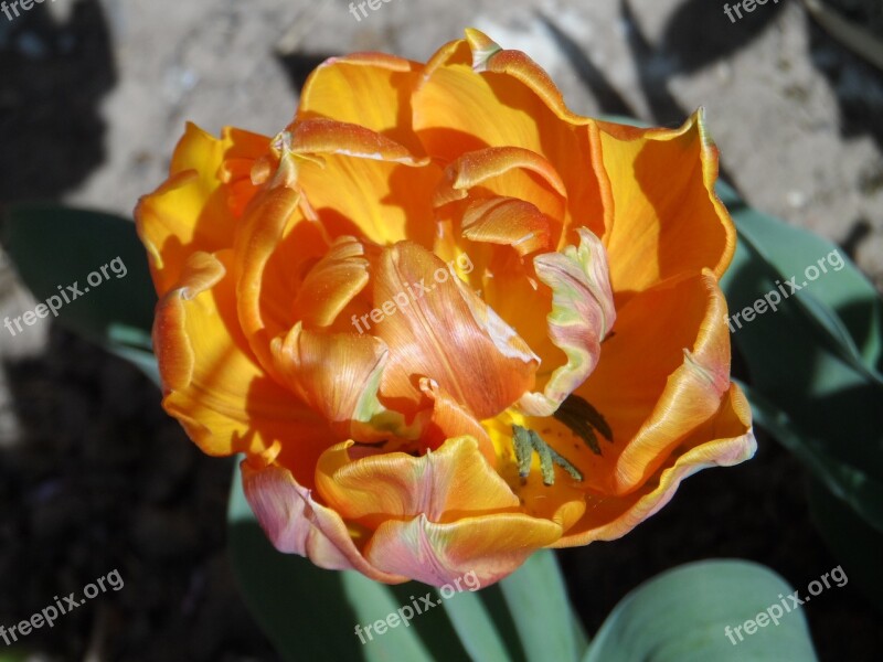 Parrot Tulip Tulip Filled Orange Bright