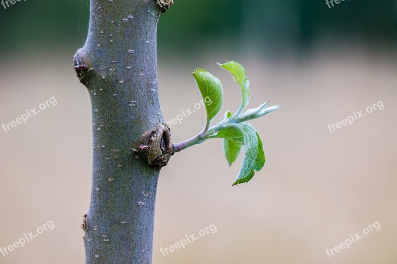 Apple Tree Tribe Leaf Bark Young