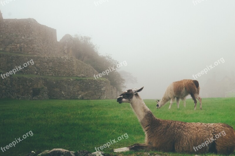 Llamas Alpaca Lama Grass Animal