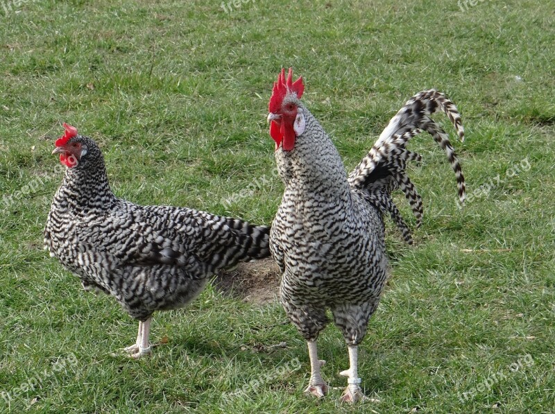 Hahn German Sperber Chicken Breed Endangered Livestock Breed Poultry