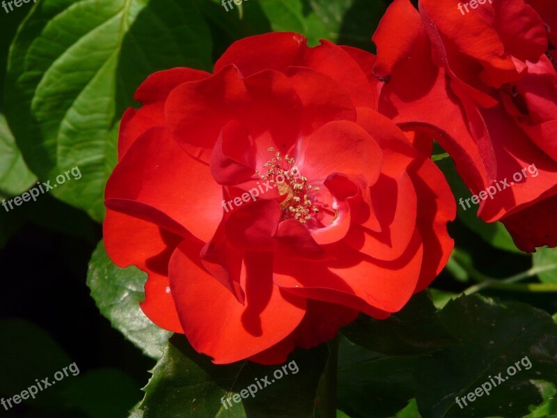 Flower Close Up Red Flower Nature Free Photos