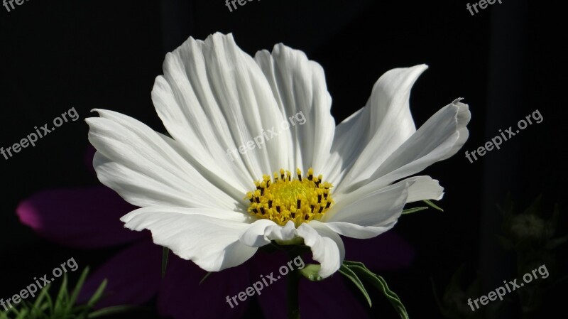 Cosmea Cosmos Blossom Bloom White