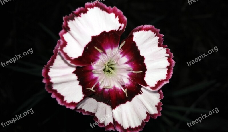 Dianthus Flower Devon Siskin Red White