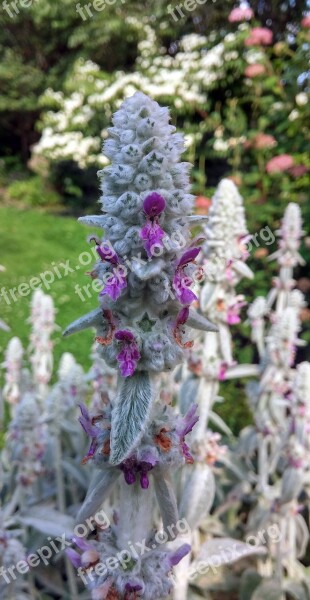 Lambs Ear Plant Lamb's-ear Stachys Byzantina Byzantina