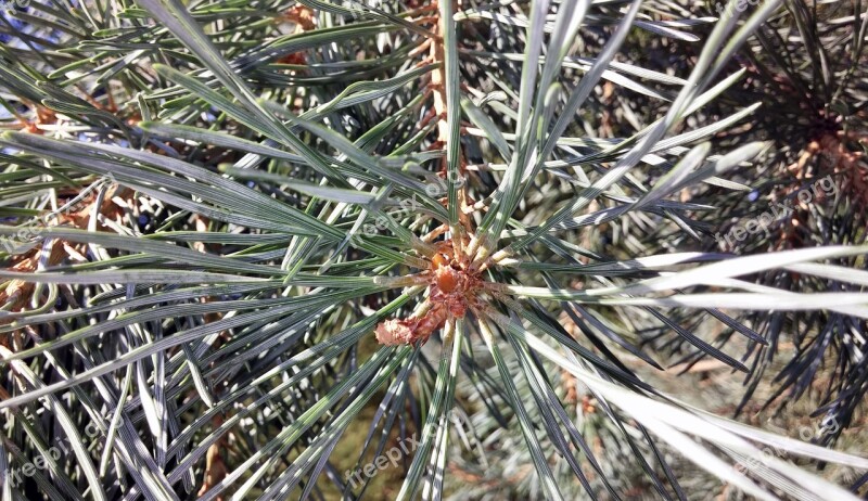 Pine Tree Tree Needles Pine Close