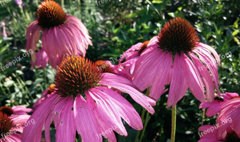 Coneflower Echinacea Flower Cone Echinacea Purpurea