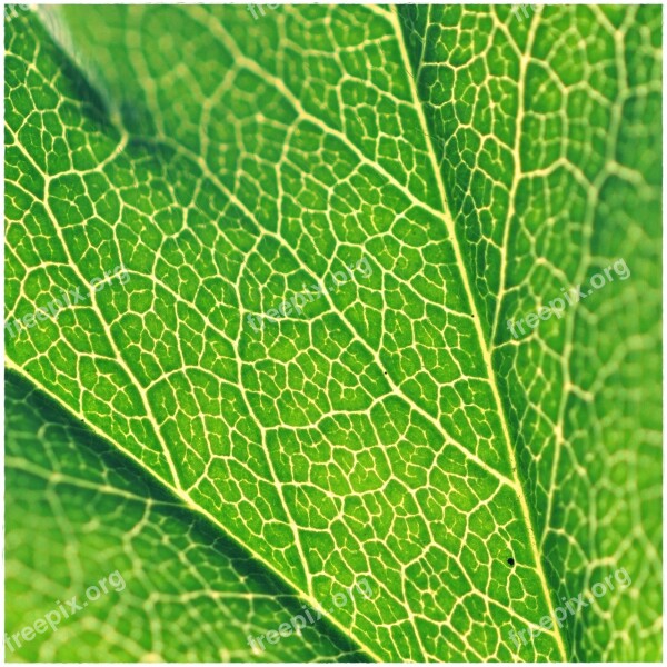 Leaf Structure Green Plant Background