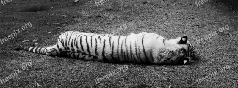 White Tiger Black And White Siesta Relax Sleeping