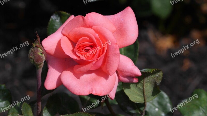 Rose With A Bud Wild Bud Flower Rose