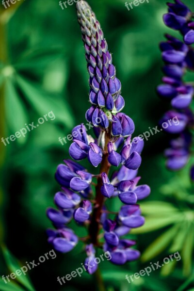 Lupine Flower Summer Nature Purple