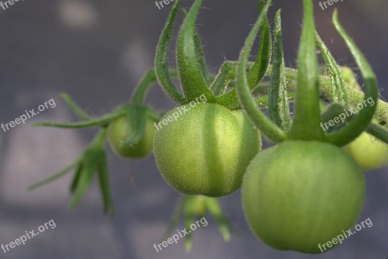 Tomato Vegetables Nachtschattengewächs Solanum Sect Lycopersicon