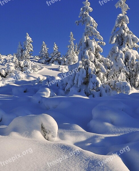 Winter Snow Tree Snow-covered Trees Spruce