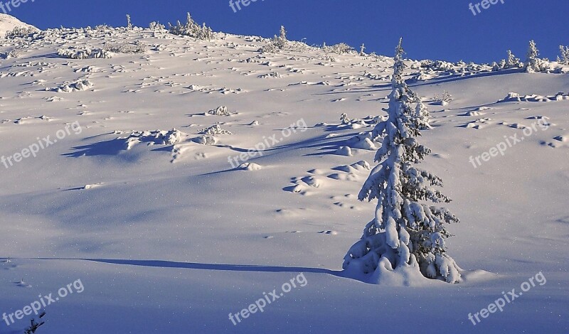 Winter Snow Tree Snow-covered Trees Spruce