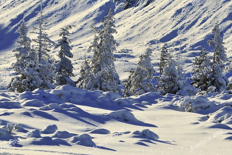 Winter Snow Tree Snow-covered Trees Spruce