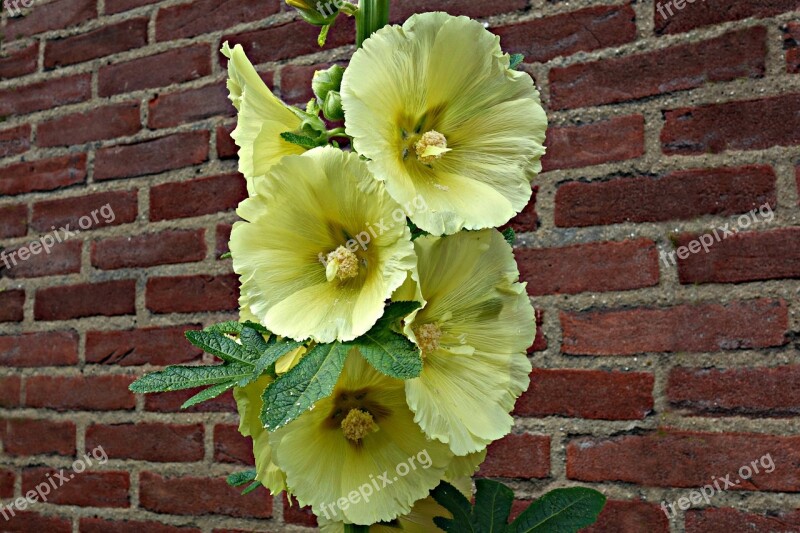 Hollyhock Flower Plant Pollen Petal