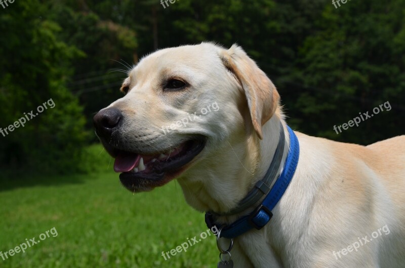 Labrador Retriever Dog Animal Nature