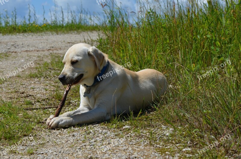 Labrador Retriever Dog Stick Animal