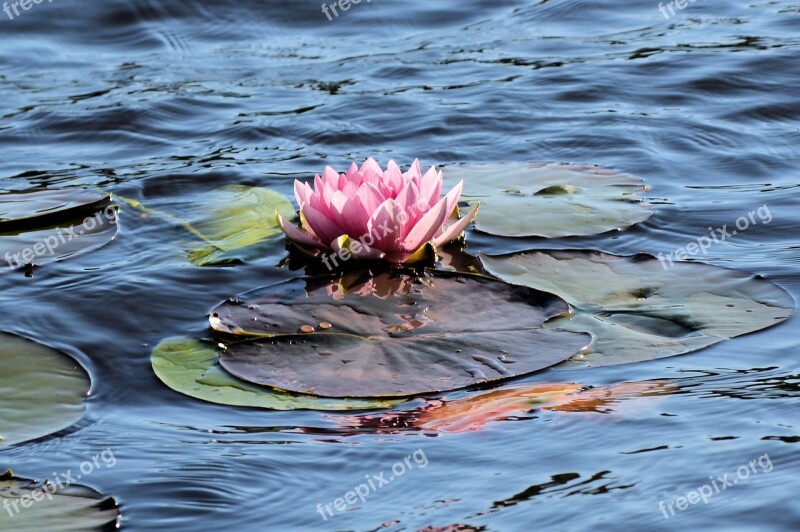 Water Lily Flower Water Pink Plant