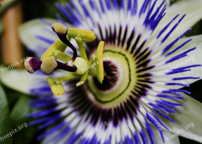 Passiflora Blossom Bloom Close Up Passion Flower