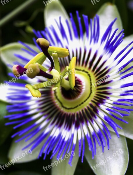 Passiflora Blossom Bloom Close Up Passion Flower