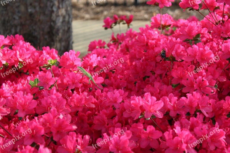 Pink Flowers Lizard Green Contrast