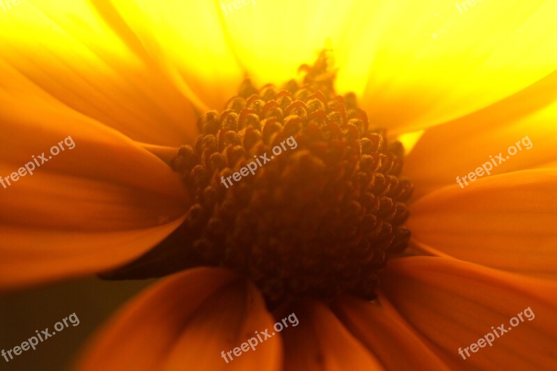 Flower Sunlight Yellow Nature Spring