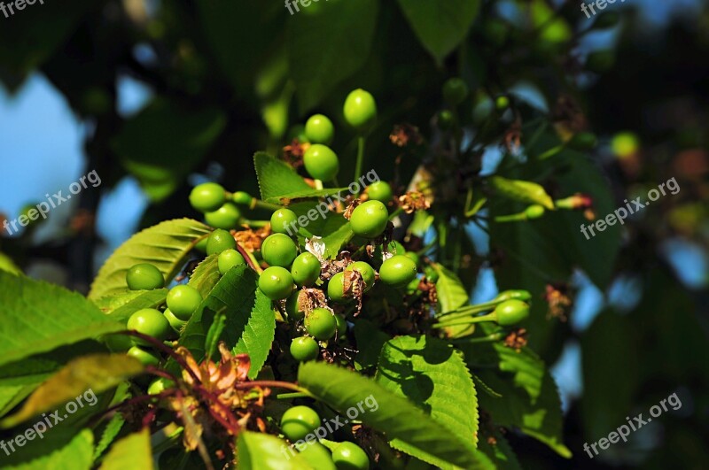 Unripe Cherries Tree Fruit Cherry Unripe