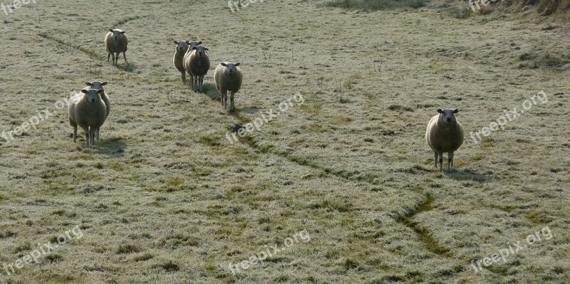 Sheep Animals Flock Nature Wool