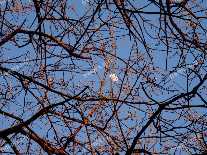 Luna Branches Day Sky Gems