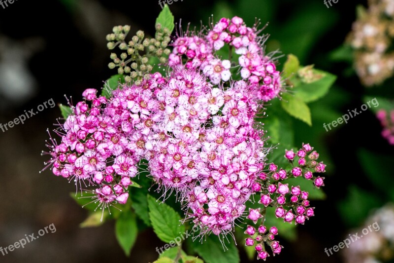 Flowers Bloom Blossom Pink White