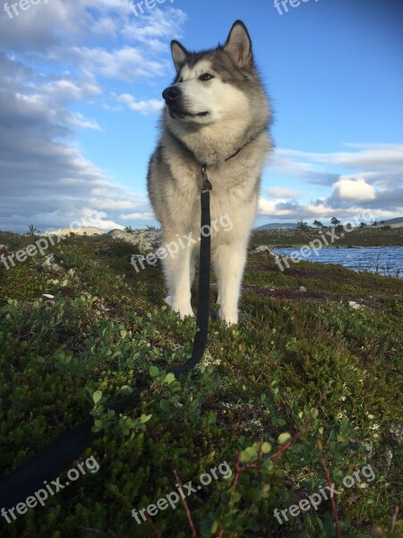 Alaskan Malamute Sled Dog Norway Femundsmarka Dog