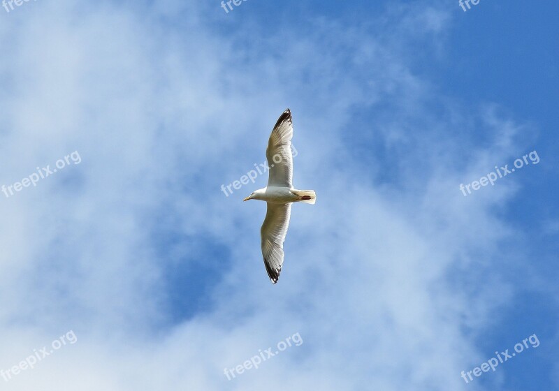 Gull Bird Seevogel Seemoeve Flying