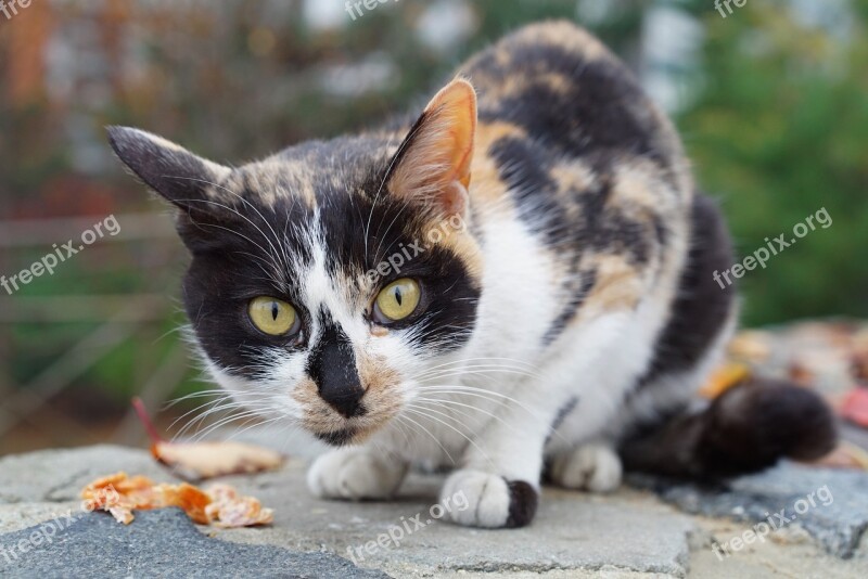 Cat Gilnyangyi Tricolor Cat Tabby Street Cat