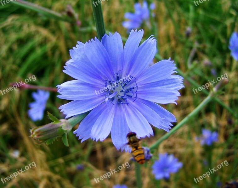 Katángkóró Meadow Flower Nature Free Photos