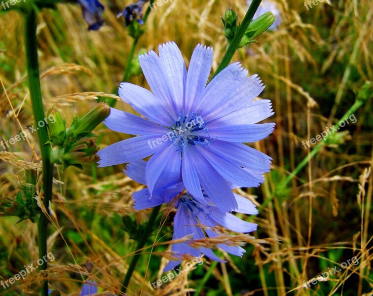 Katángkóró Meadow Flower Nature Free Photos