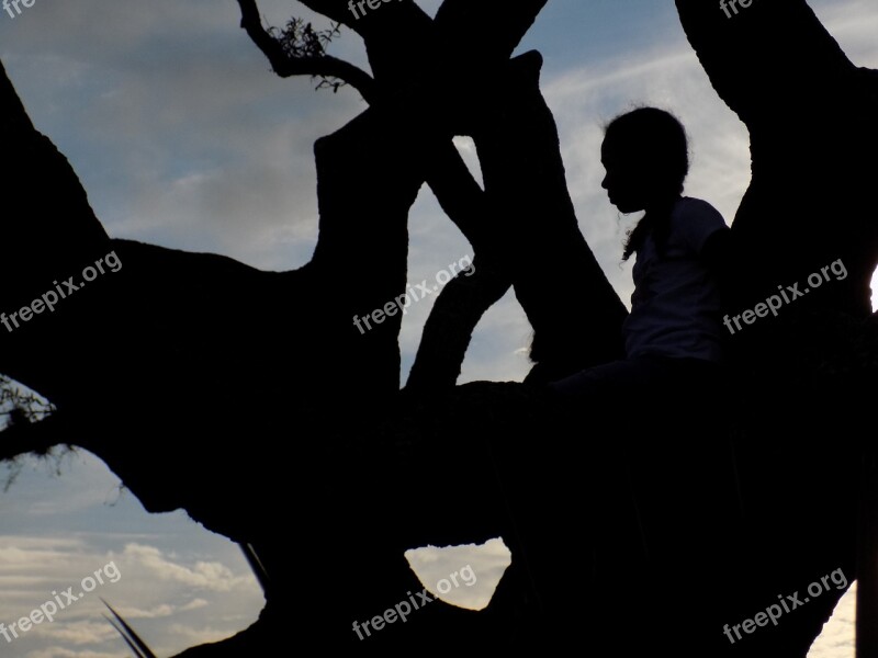 Thinking Tree Sunset Inspiration Intelligence