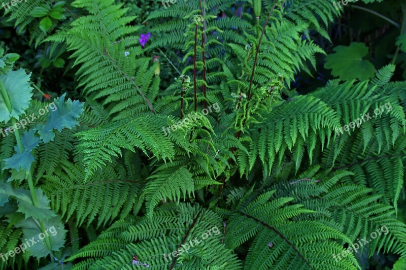 Fern Fiddlehead Plant Nature Green