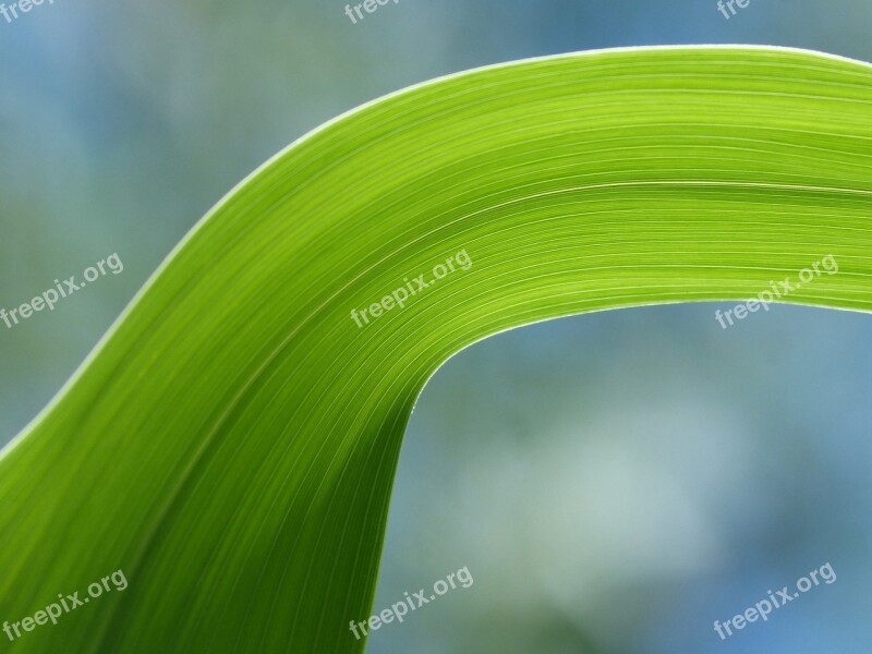 American Cane Leaf Detail Translucent Texture