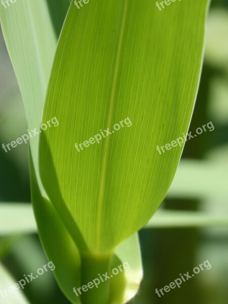 American Cane Leaf Detail Translucent Texture