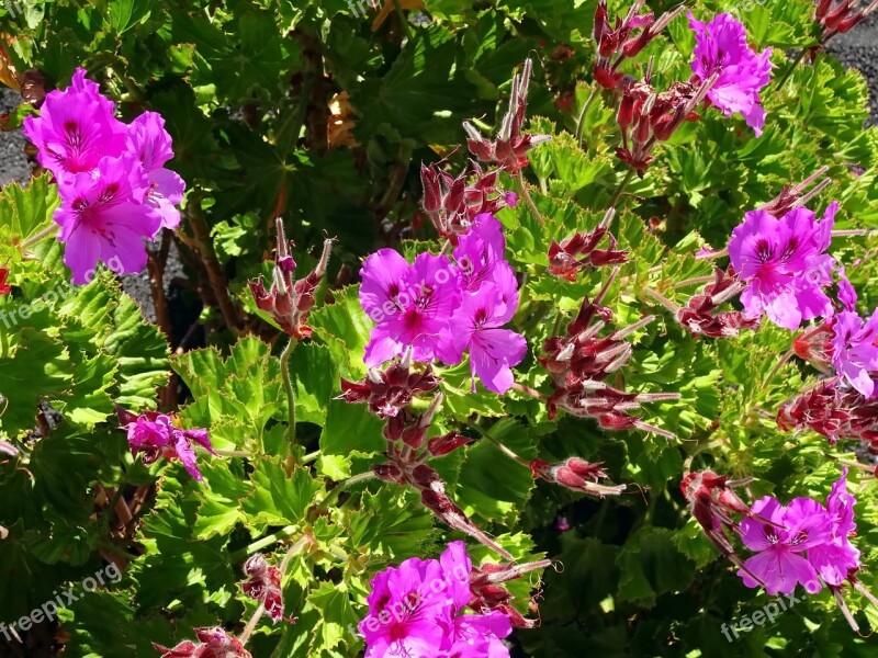 Pelargonium Purple Flowers Violet Jardiniere Summer