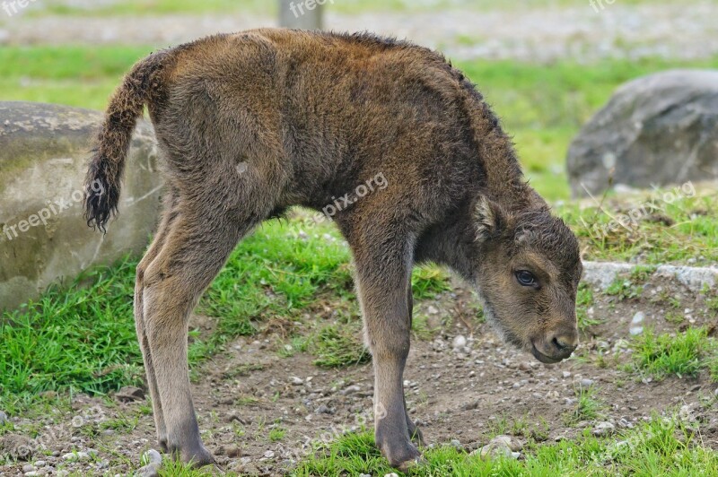 Wisent European Bison Horned Calf Young Animal