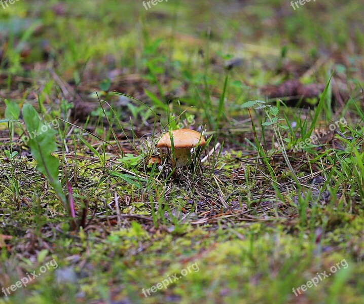 Mushroom Greasers Forest Edible Mushroom Search