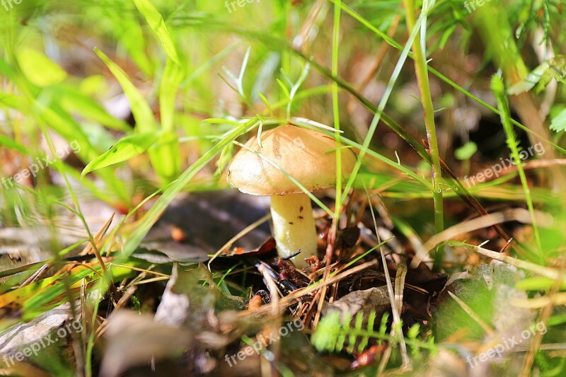 Mushrooms Greasers Forest Nature Brown