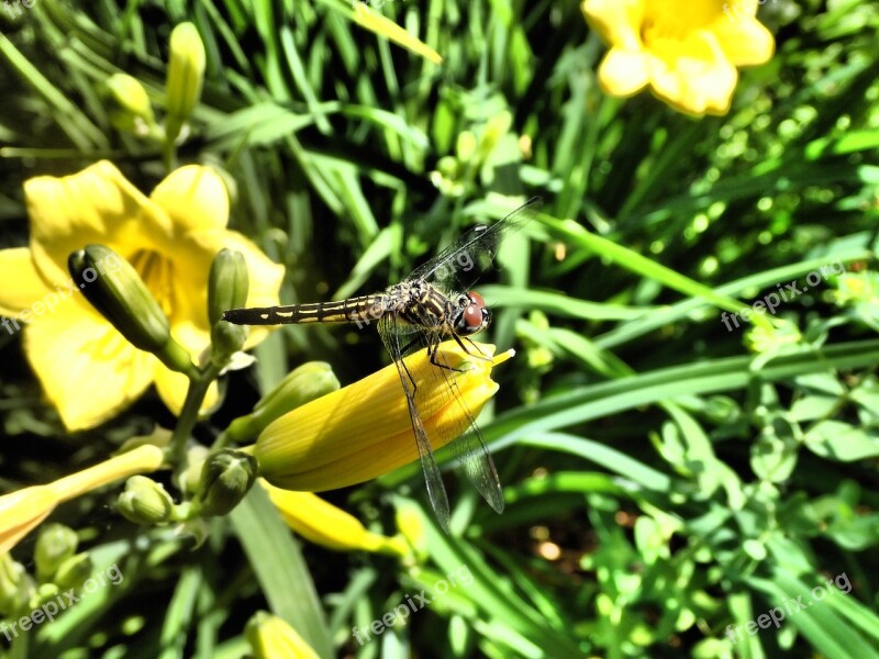 Dragonfly Insect Nature Free Photos