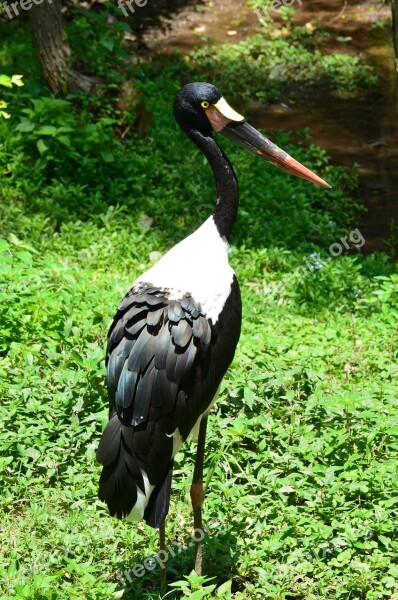 Saddlebill Stork Bird Stork Animal Nature