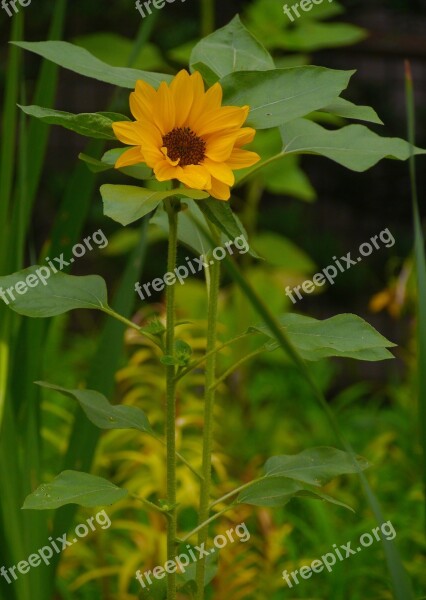 Flowers Sunflower Yellow Species Midori