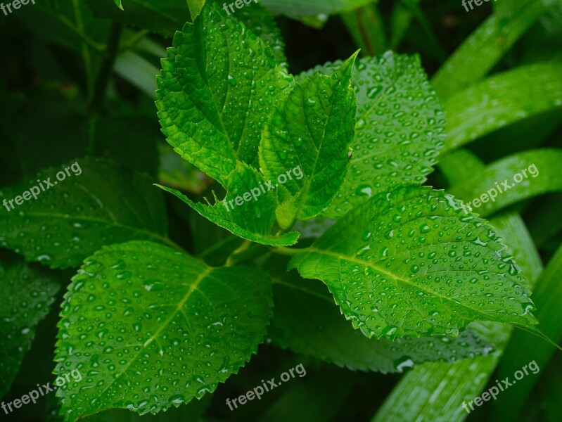 Hydrangea Leaf Branch Green Drop Of Water