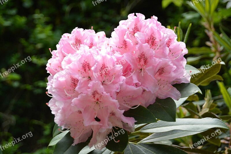 Rhododendron Flower Garden Nature Blossomed