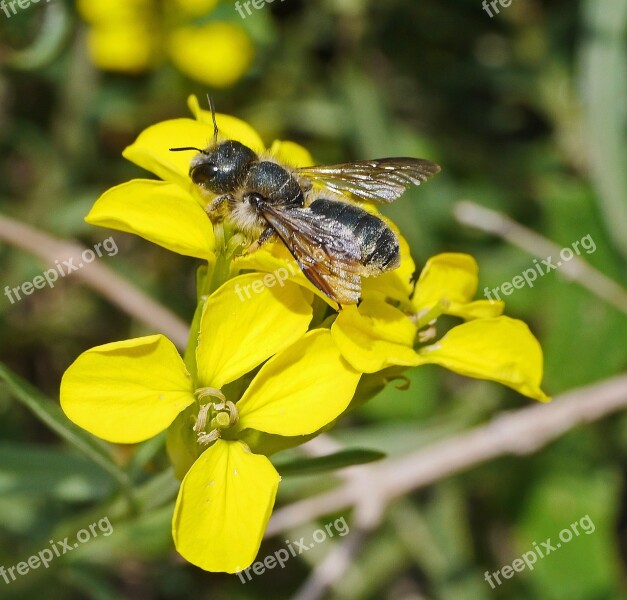 Wild Bee Flowers Yellow Nectar Pollination